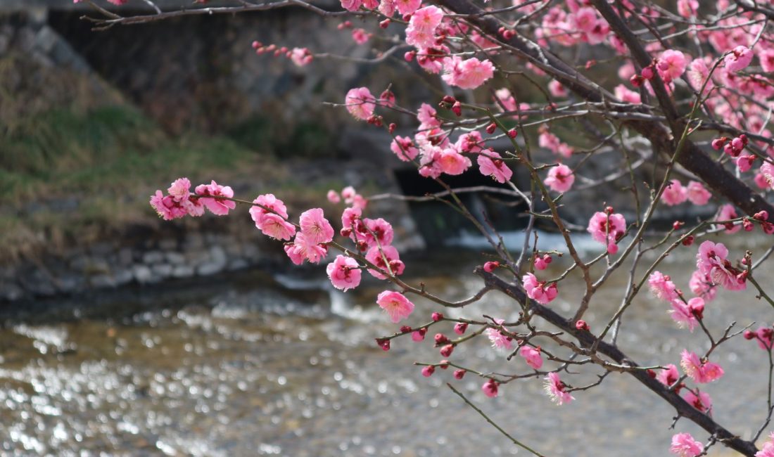 女鳥羽川桃色の梅の花も見ごろ　如月