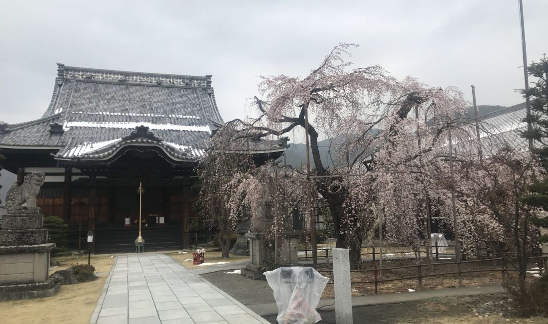 2020.3.31  里山辺　兎川寺のしだれ桜