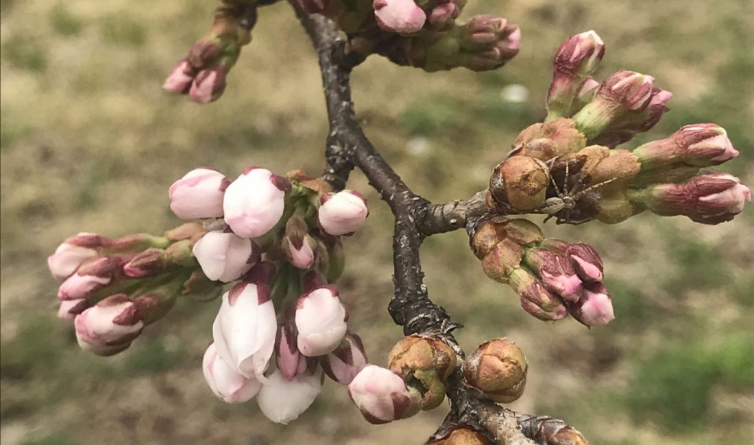 薄川堤防沿いの桜????
