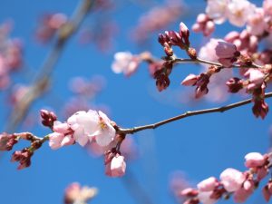 3月松本スケッチ「コヒガンサクラが咲き始めました！辰巳の庭」