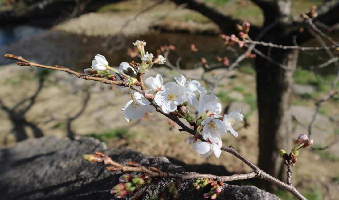 女鳥羽川水辺のソメイヨシノが開花しました！