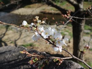 女鳥羽川水辺のソメイヨシノが開花しました！