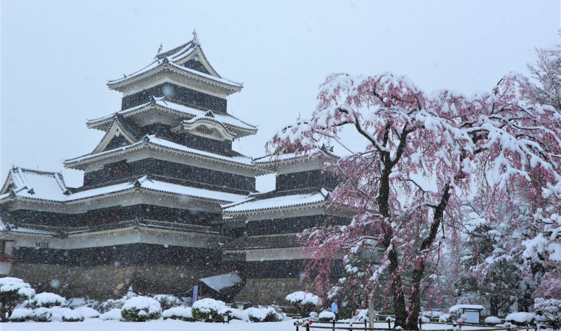 国宝松本城 春の雪と桜