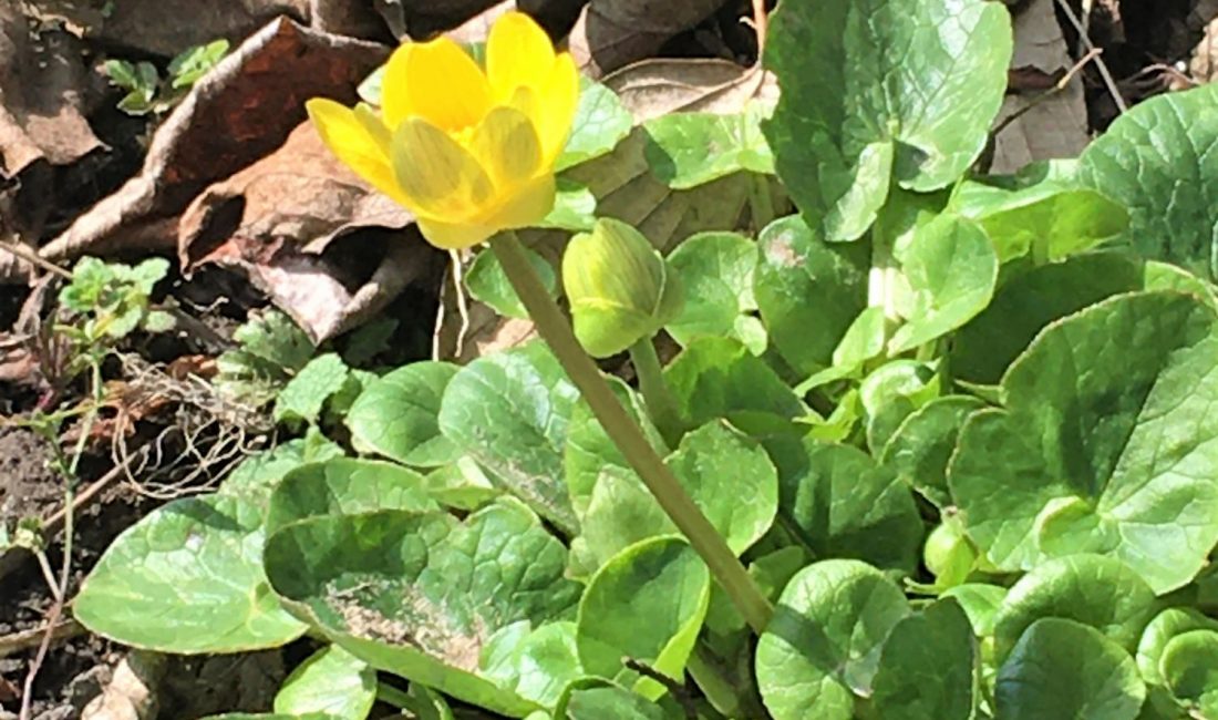 Dem Virus zum Trotz: Frühling in Matsumoto