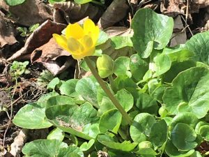 Dem Virus zum Trotz: Frühling in Matsumoto