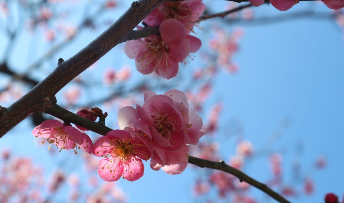 松本スケッチ3月 月・城・梅・桜はまだまだ硬いつぼみ