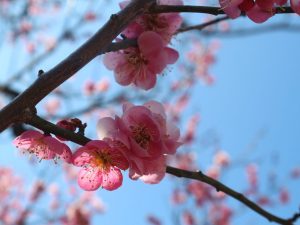 松本スケッチ3月　月・城・梅・桜はまだまだ硬いつぼみ
