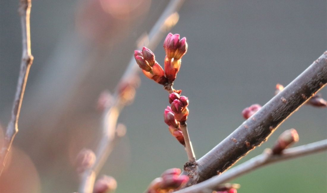 桜????パトロール とうとうつぼみが色づき始めました!