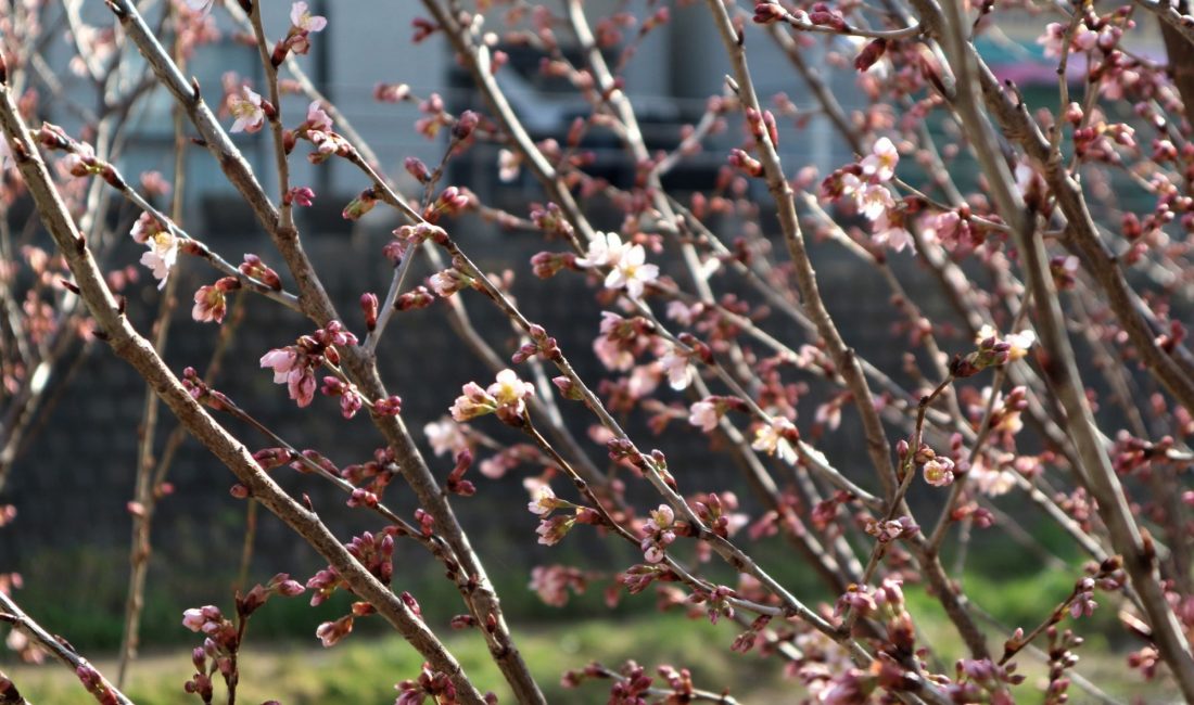女鳥羽川の大山桜咲き始める。。????。。ソメイヨシノはまだ。。