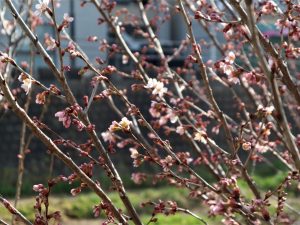 女鳥羽川の大山桜咲き始める。。????。。ソメイヨシノはまだ。。