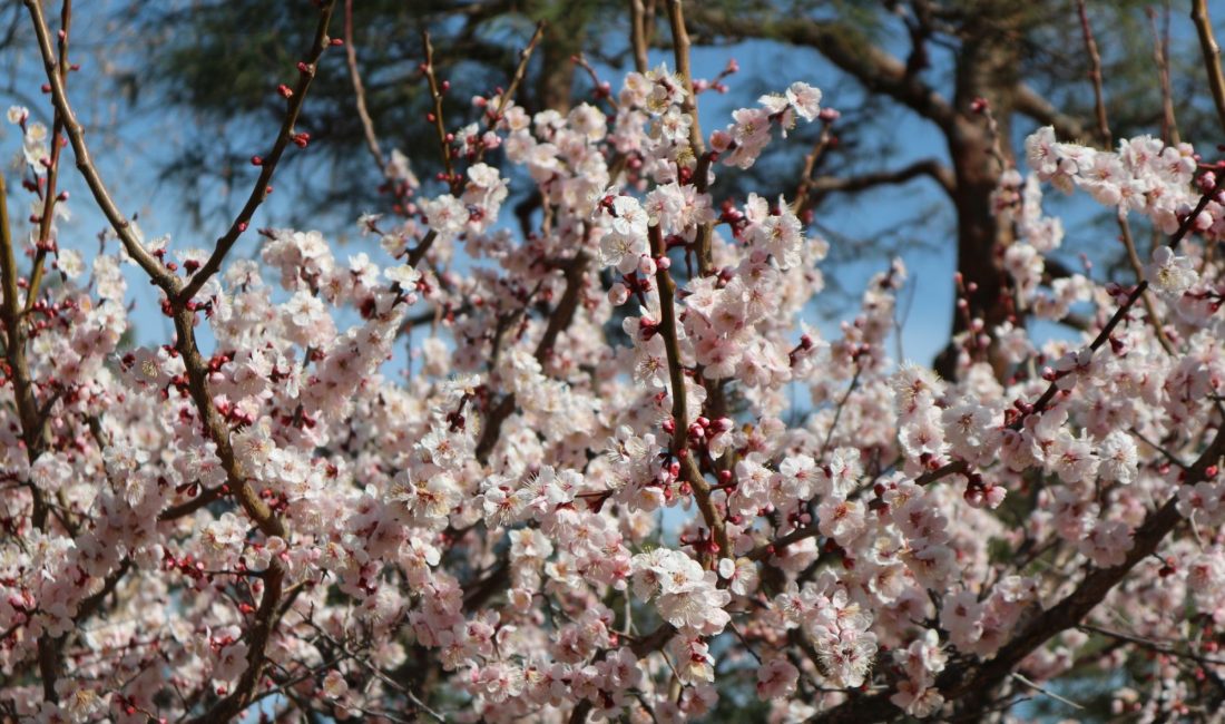 美しい国宝松本城 桜の開花まではもうしばらくお待ちください。