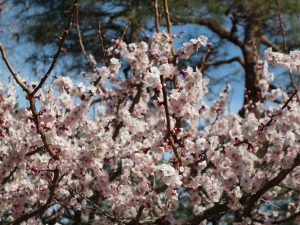 美しい国宝松本城　桜の開花まではもうしばらくお待ちください。