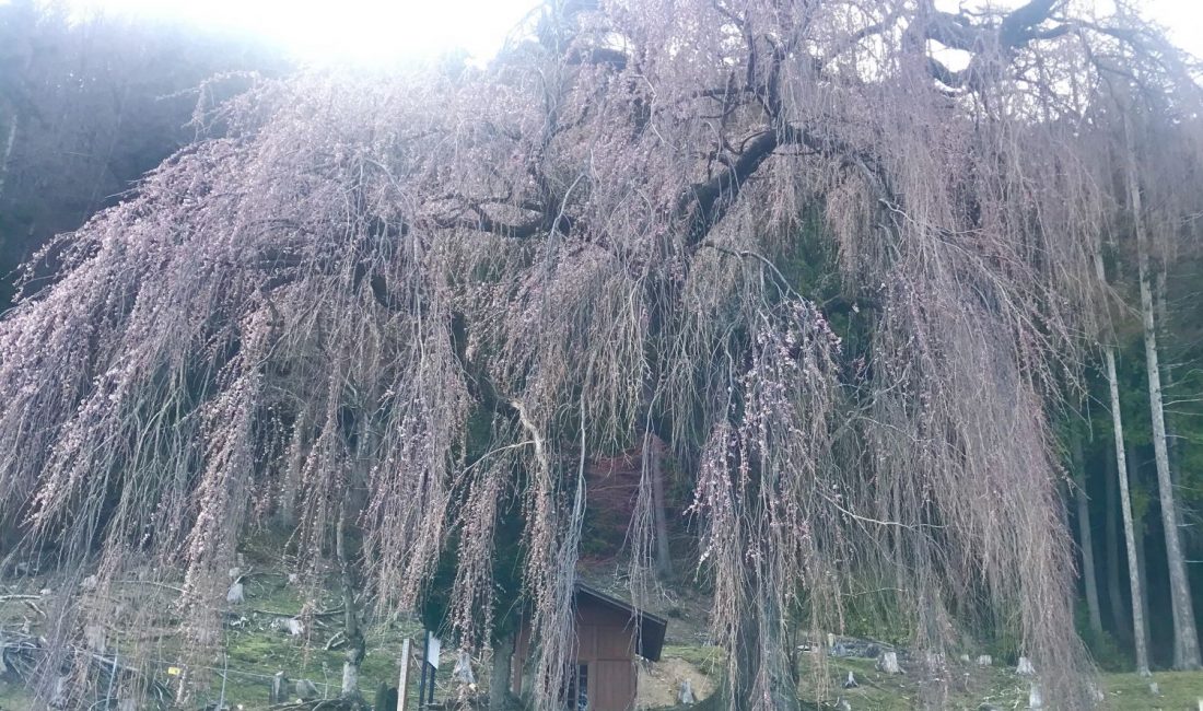 梓川 釈迦堂のしだれ桜????