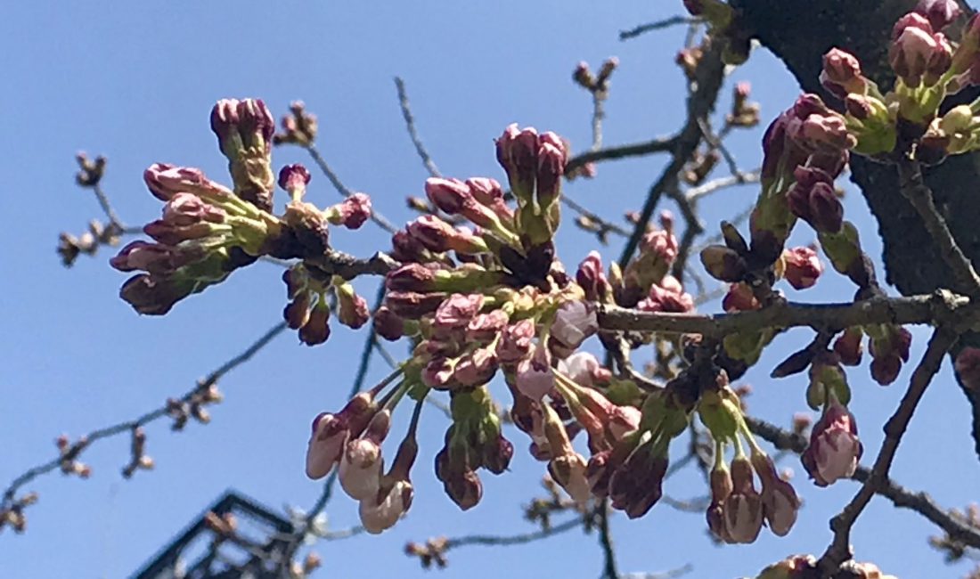 2020.4　松本市営球場の桜????