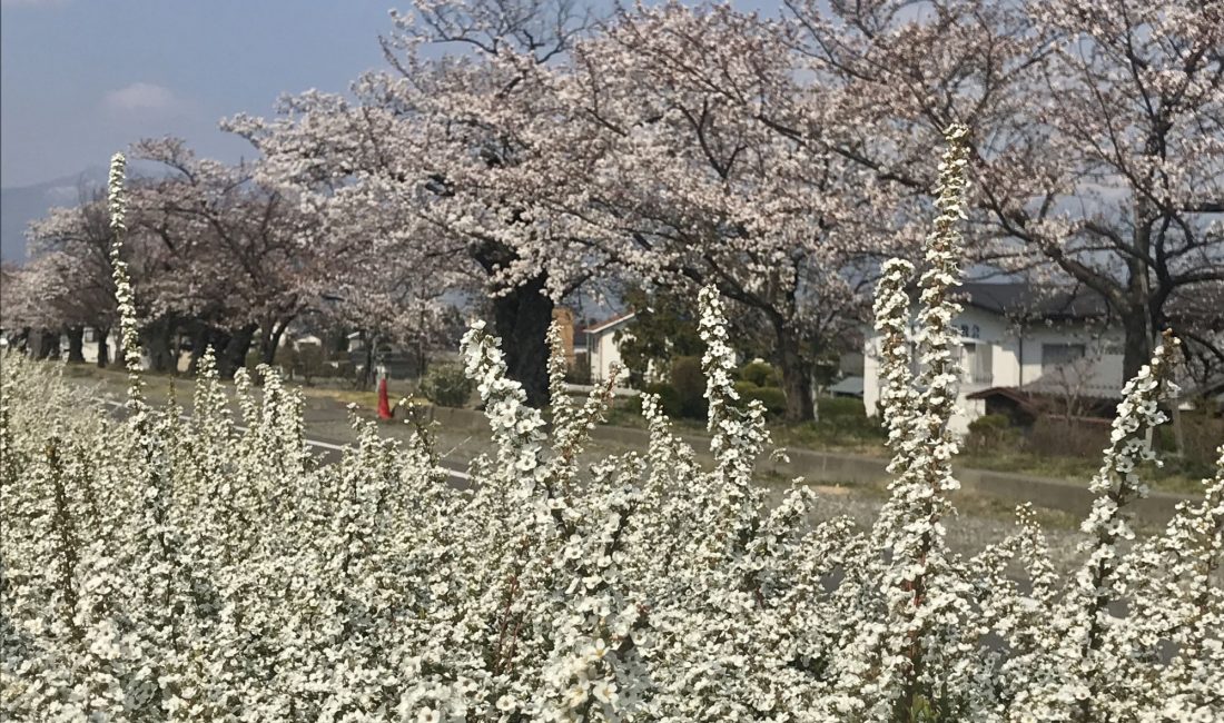 薄川堤防沿いの桜????