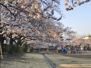 あがたの森公園の桜????