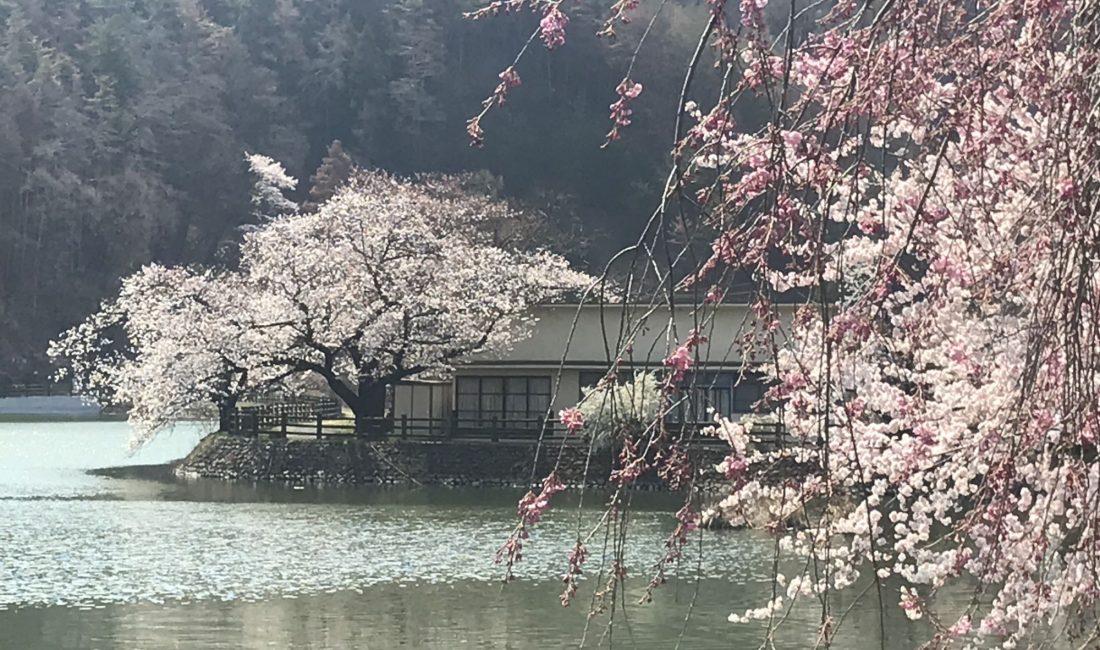 千鹿頭池の桜????