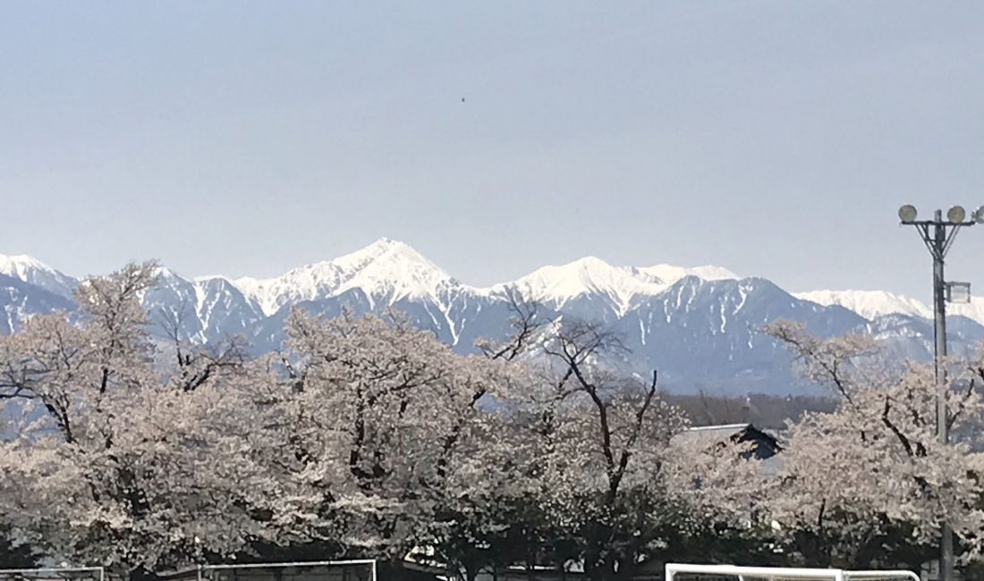 山辺中学校の校庭の桜????