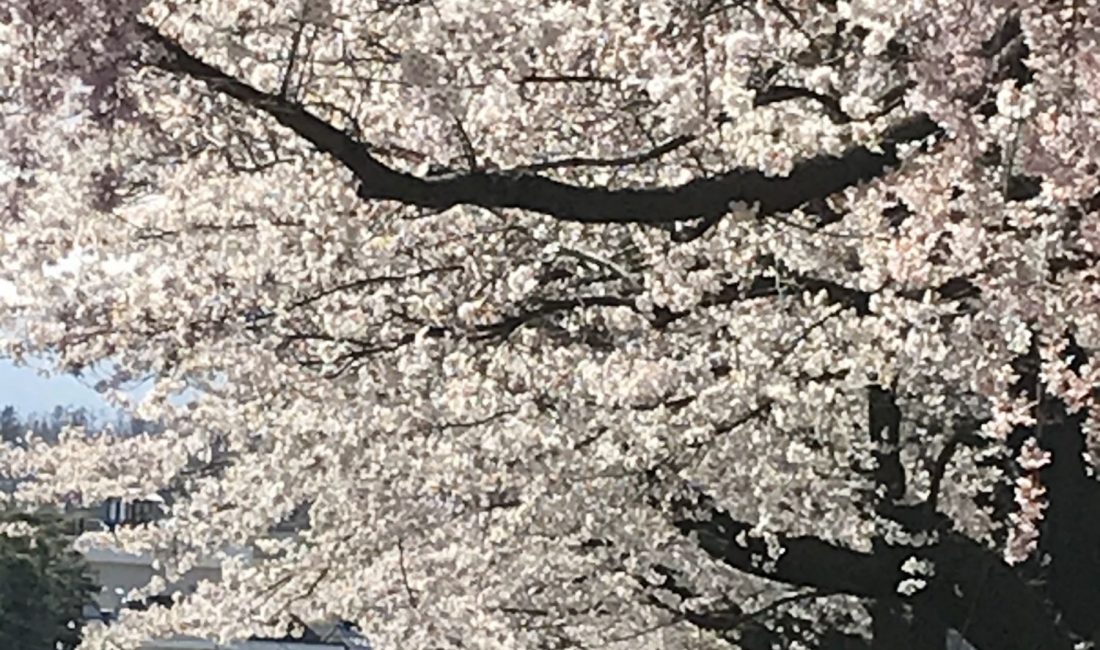 美須々駐車場の桜????　満開