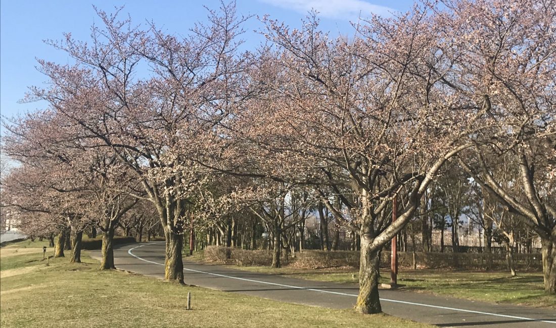 スカイパークの桜????