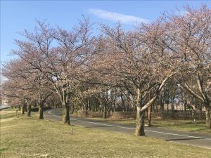 スカイパークの桜????