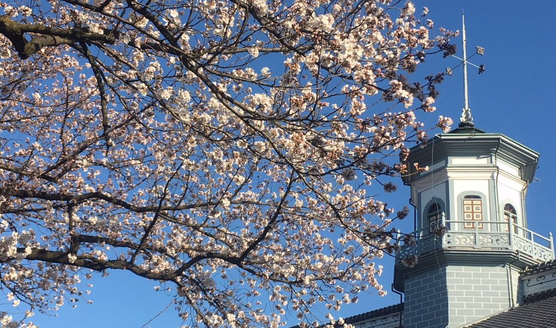 国宝旧開智学校校舎周辺の桜????4月6日