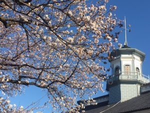 国宝旧開智学校校舎周辺の桜????4月6日