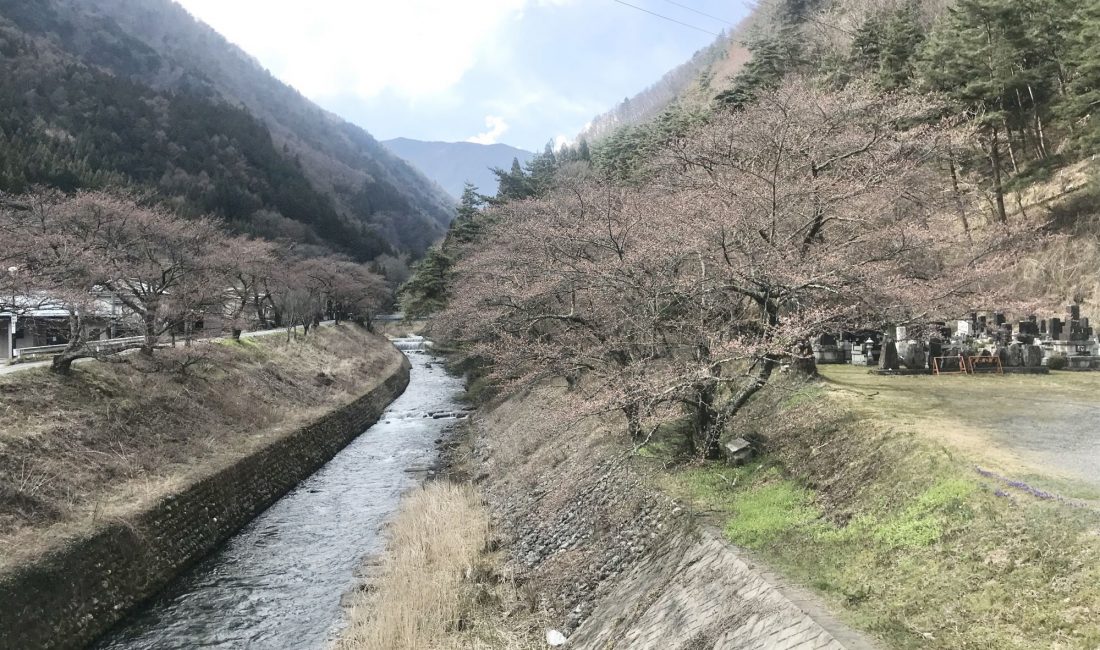 徳本峠入口 島々谷の桜????