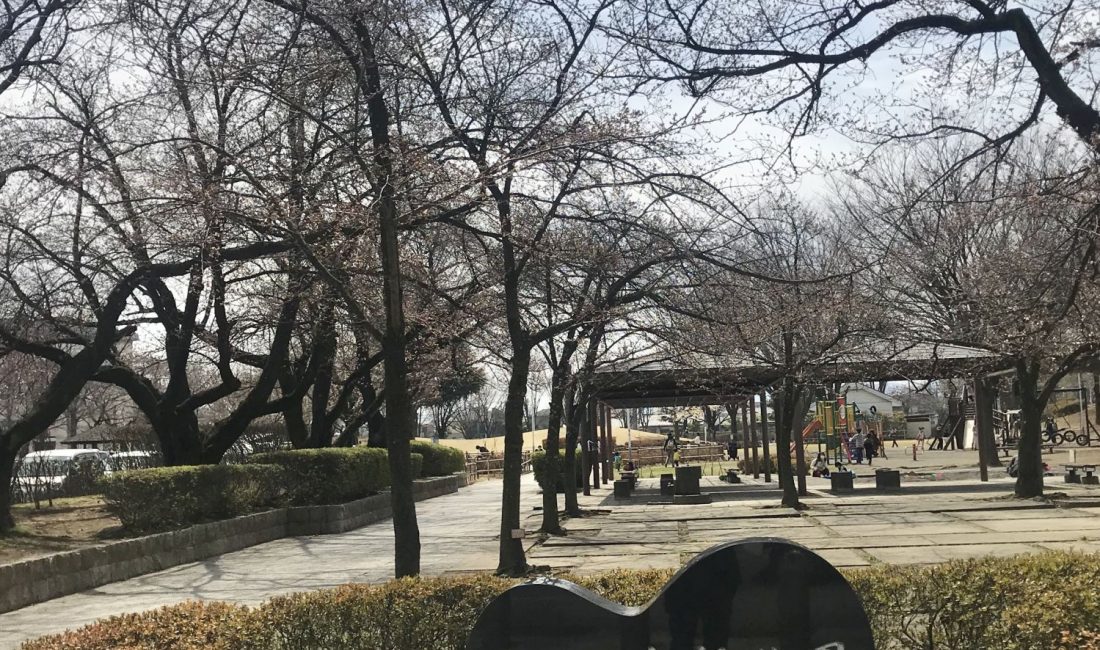 2020.4.3 南部公園の桜????