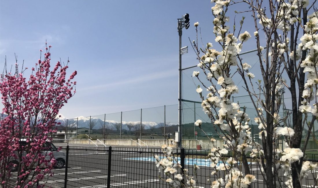 山雅　花桃　北アルプス