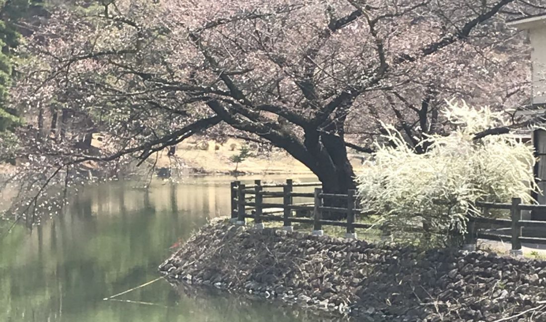 2020.4.3 千鹿頭池の桜????