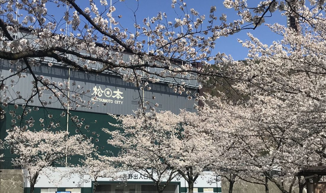 松本市営球場の桜????　満開❣️
