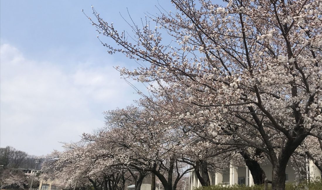 松本市総合体育館南側の桜????