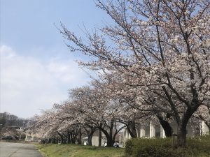 松本市総合体育館南側の桜????