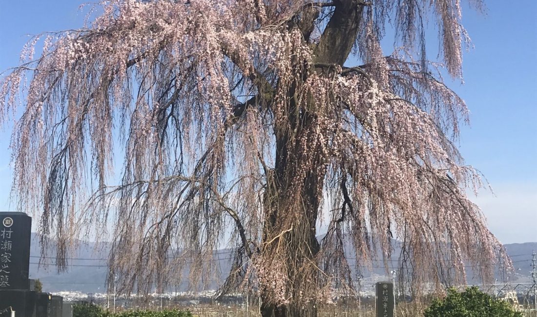 梓川北条のしだれ桜????