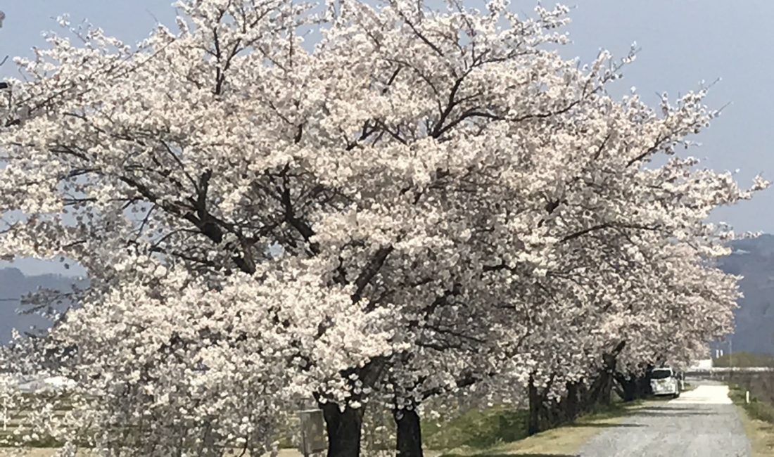 梓川堤防沿いの桜????