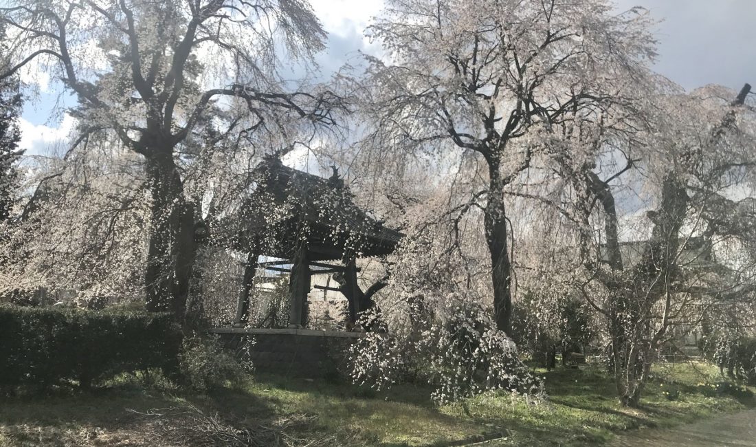 波田　安養寺の桜????満開