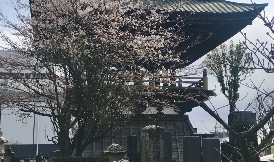 2020.04.02 念来寺の鐘楼前の桜????