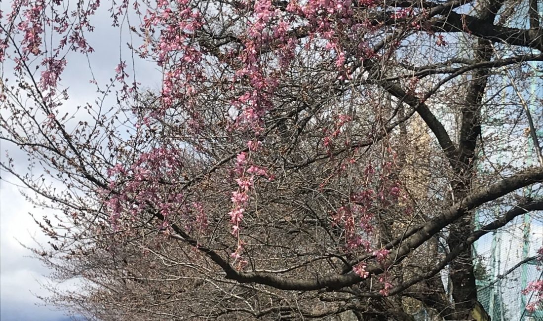 美須々駐車場の桜????