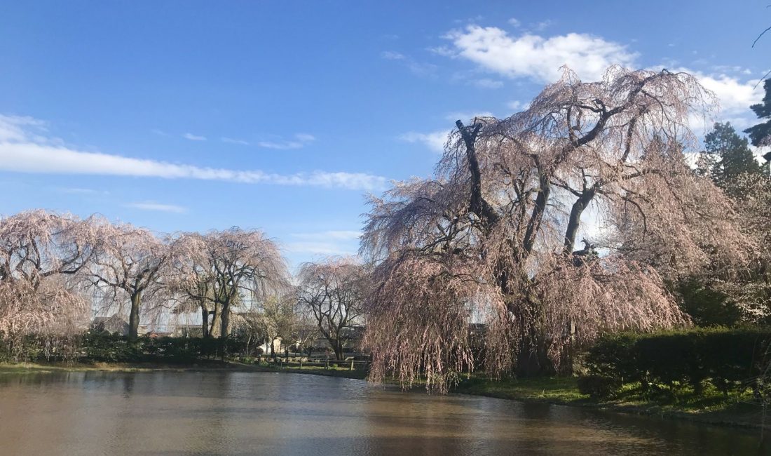 波田　安養寺のしだれ桜