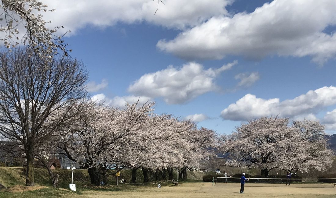 島立緑地公園の桜????