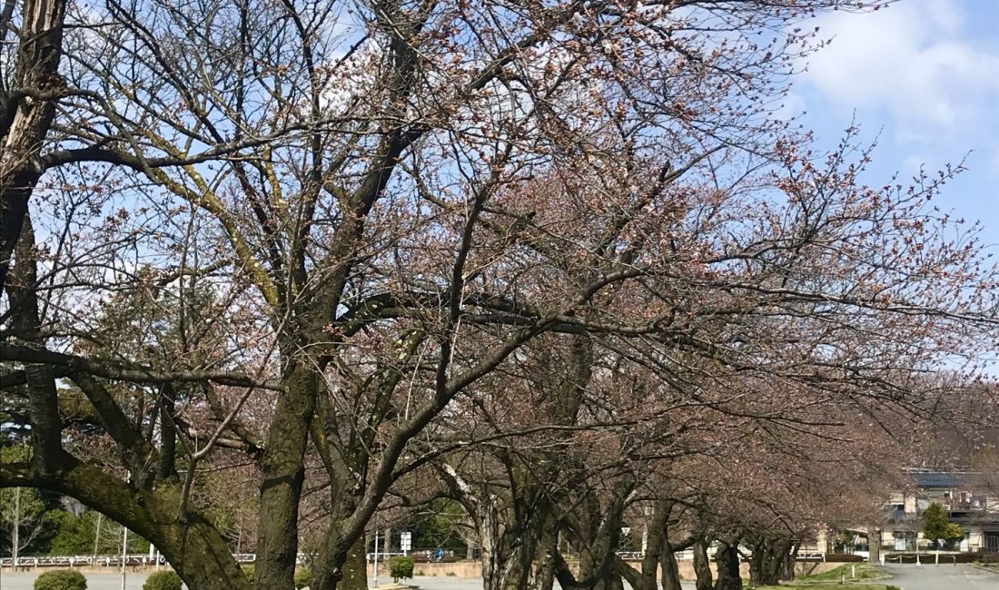 2020.4.2 松本市総合体育館南の桜