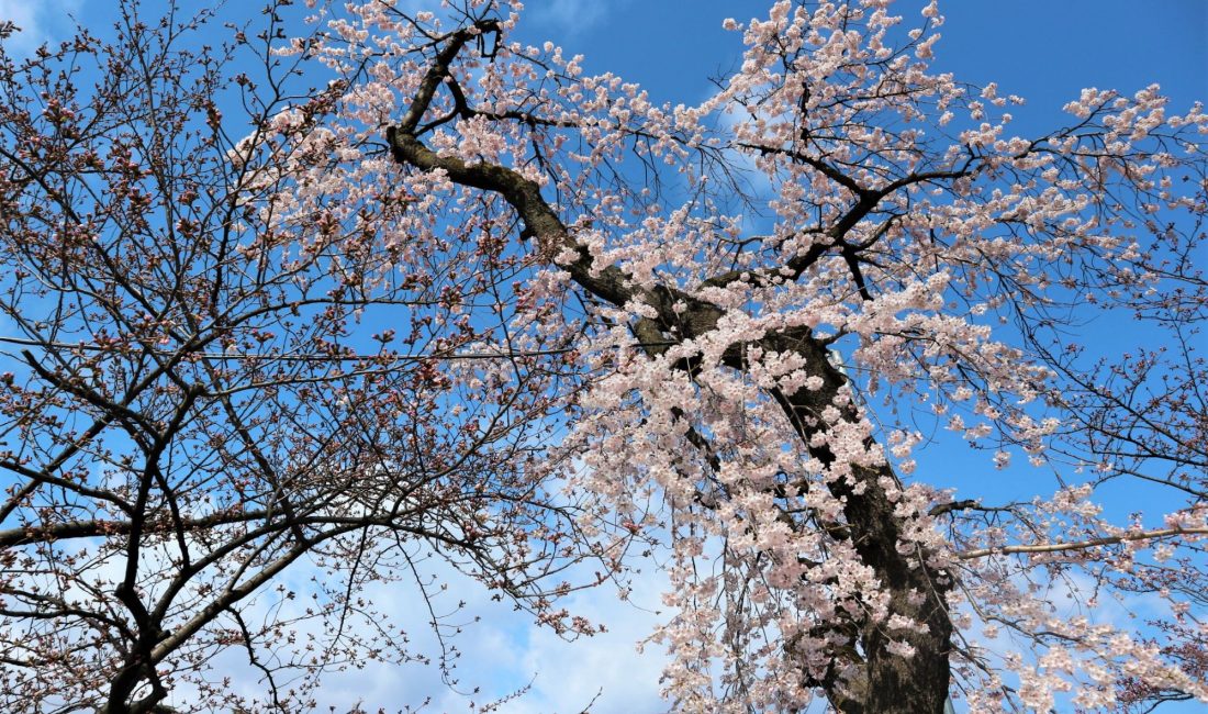 松本城周辺桜情報4月2日