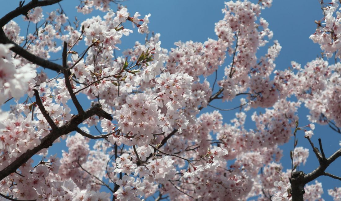 辰巳の庭のコヒガンサクラはほぼ満開です????4月4日