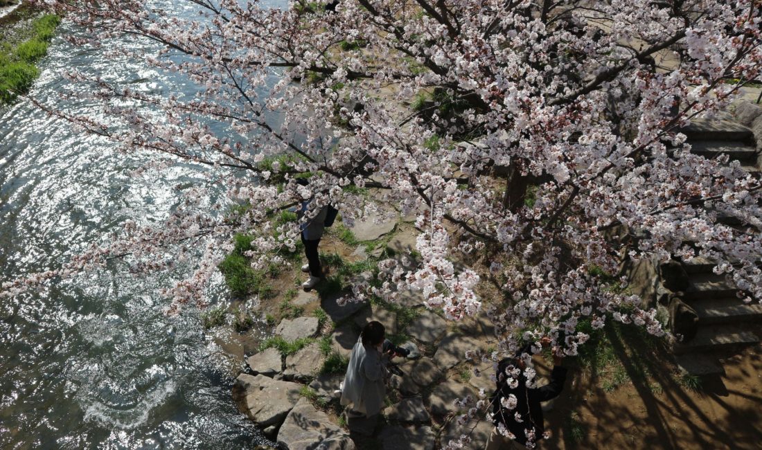 女鳥羽川ソメイヨシノ満開????4月5日