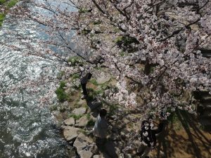 女鳥羽川ソメイヨシノ満開????4月5日