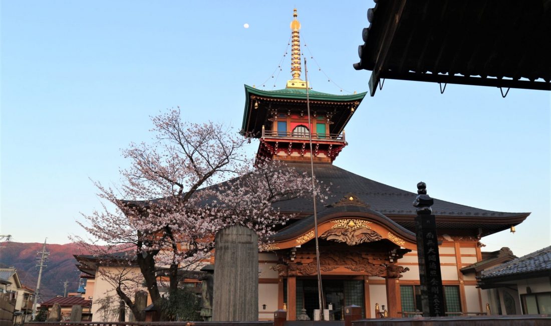 大安楽寺の桜????