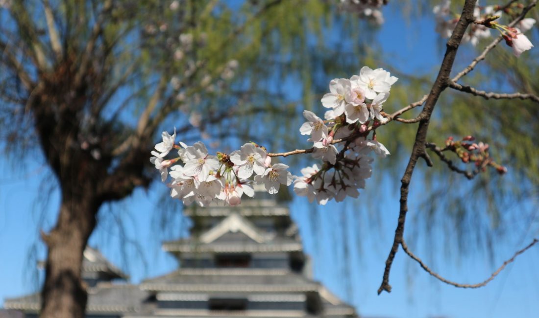松本城公園・本丸庭園の桜????4月6日