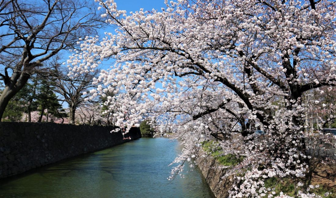 国宝松本城外堀????満開????確かに今年の桜は綺麗です????4月9日