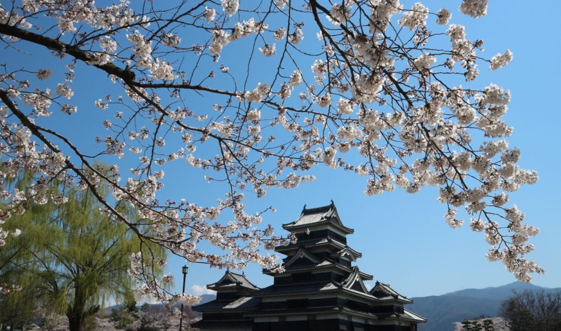 松本城公園????満開????確かに今年の桜は綺麗です????4月9日